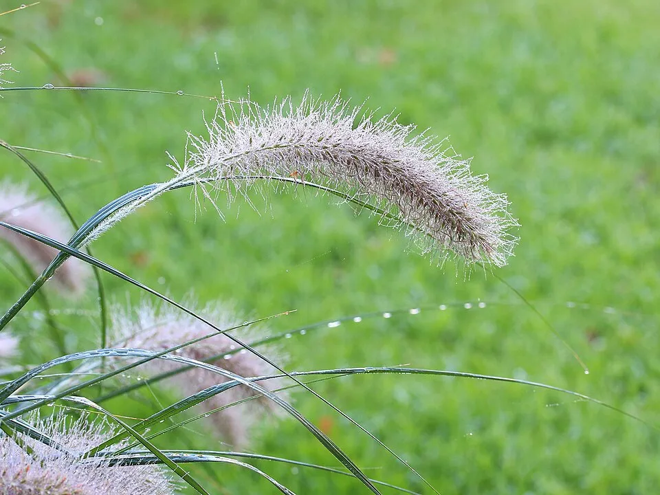 Tollborzfű / Pennisetum alopecuroides