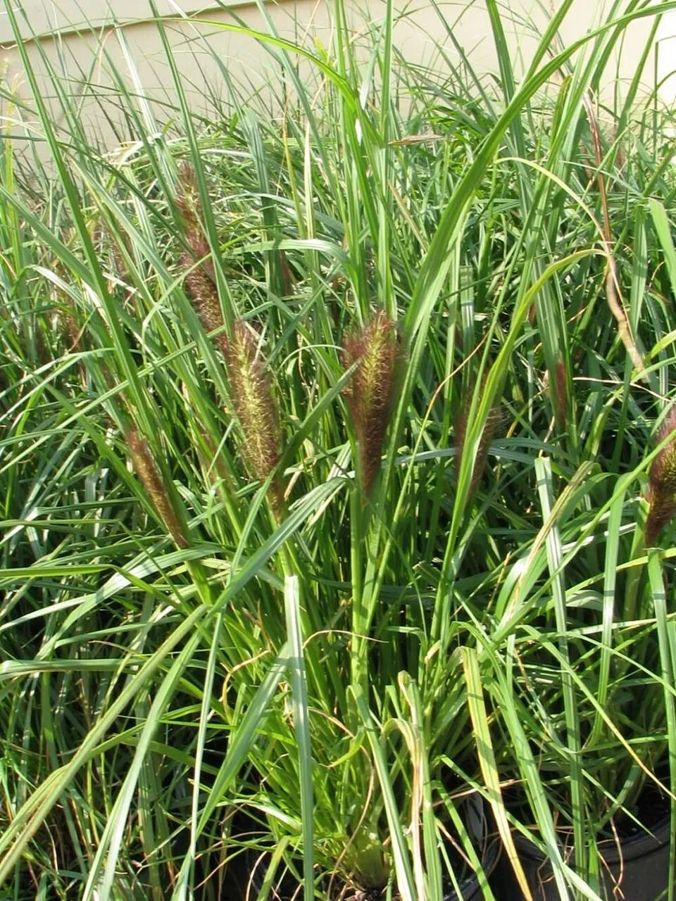 Tollborzfű / Pennisetum alopecuroides