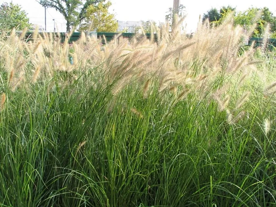 Tollborzfű / Pennisetum alopecuroides