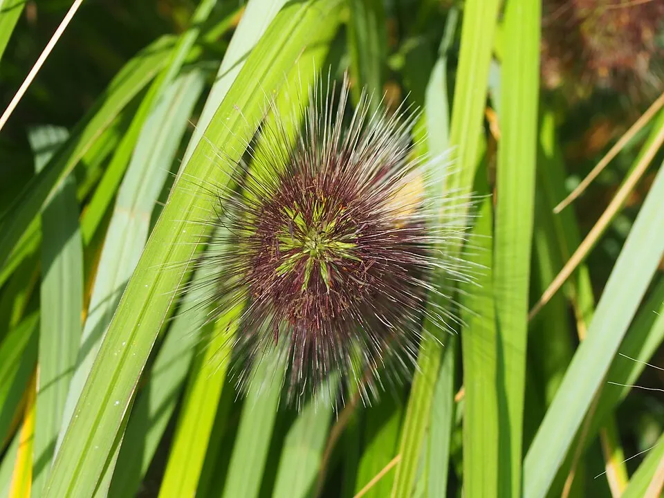 Fekete virágú tollborzfű / Pennisetum alopecuroides 'Black Beauty'