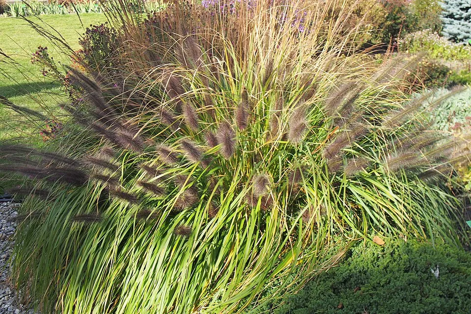 Fekete virágú tollborzfű / Pennisetum alopecuroides 'Black Beauty'