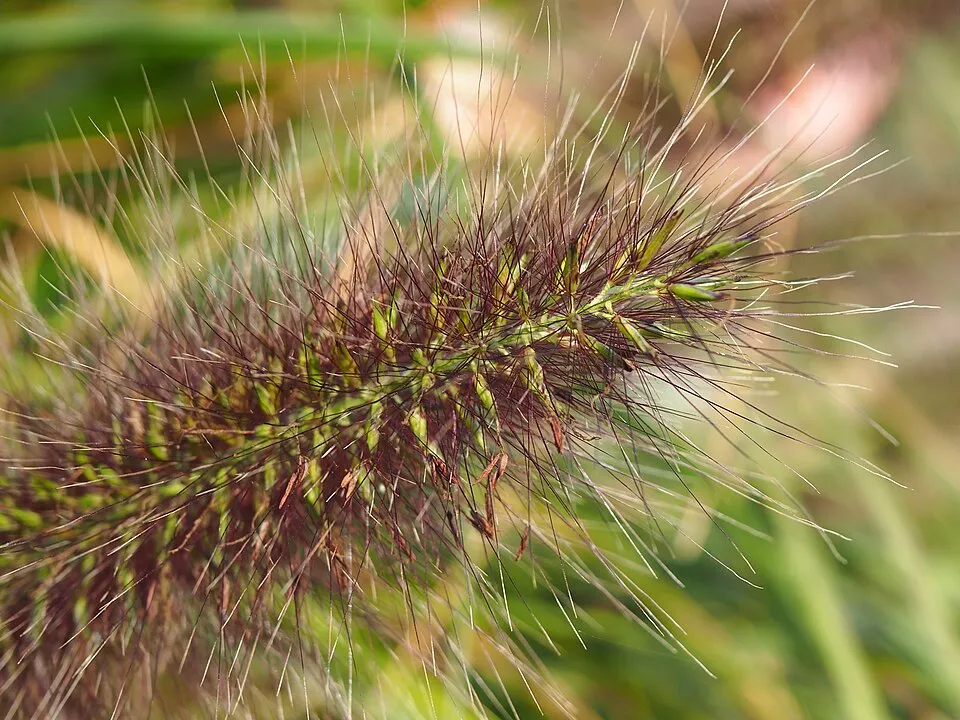 Fekete virágú tollborzfű / Pennisetum alopecuroides 'Black Beauty'