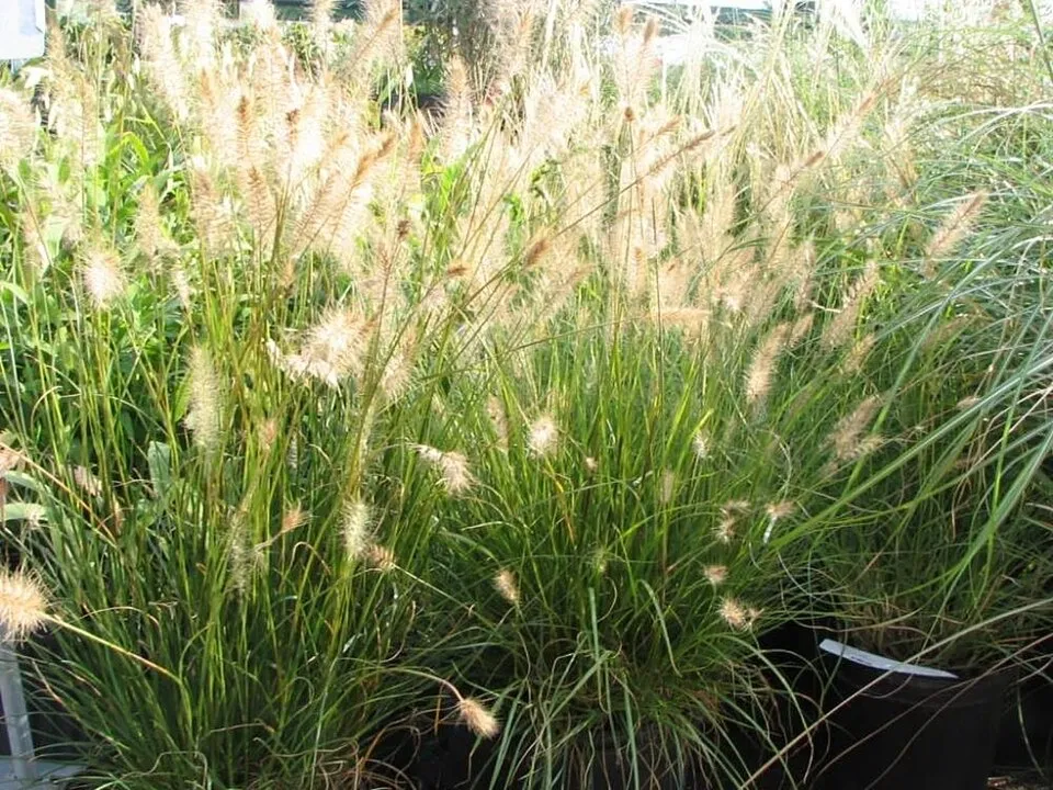 Drapp virágú tollborzfű / Pennisetum alopecuroides 'Hameln'