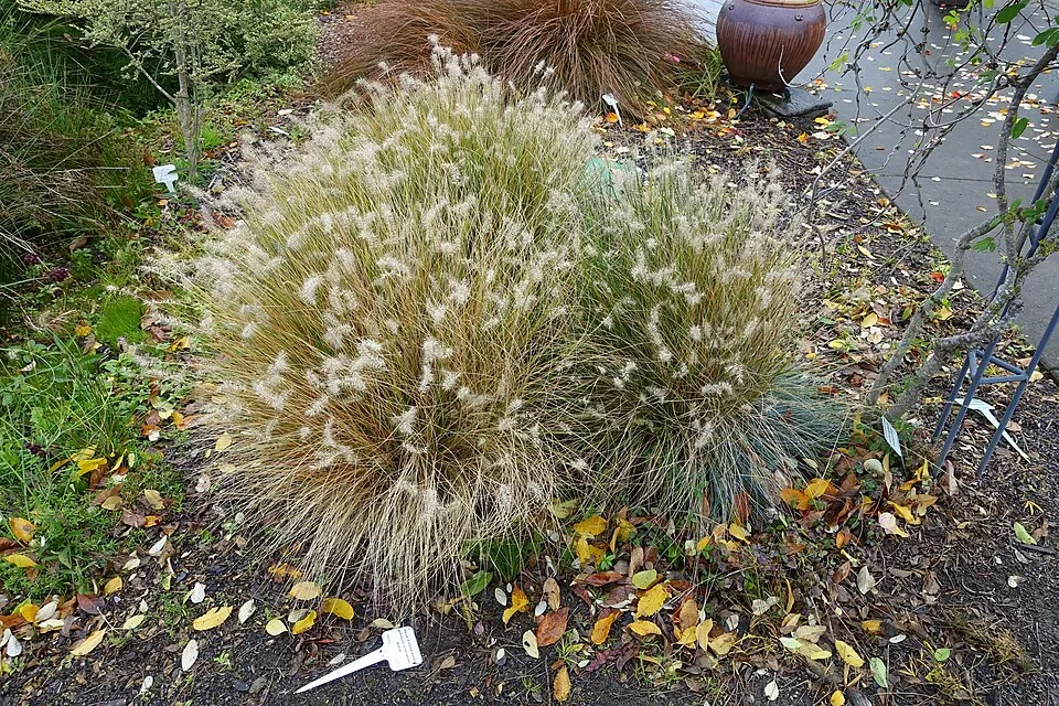 Drapp virágú tollborzfű / Pennisetum alopecuroides 'Hameln'