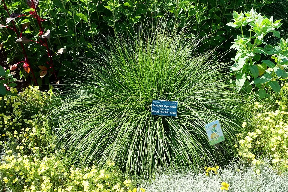 Drapp virágú tollborzfű / Pennisetum alopecuroides 'Hameln'