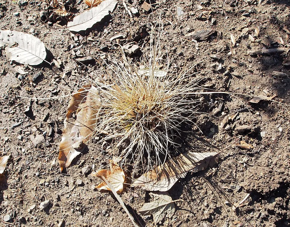 Drapp virágú tollborzfű / Pennisetum alopecuroides 'Hameln'