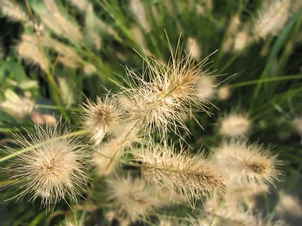 Drapp virágú tollborzfű / Pennisetum alopecuroides 'Hameln'