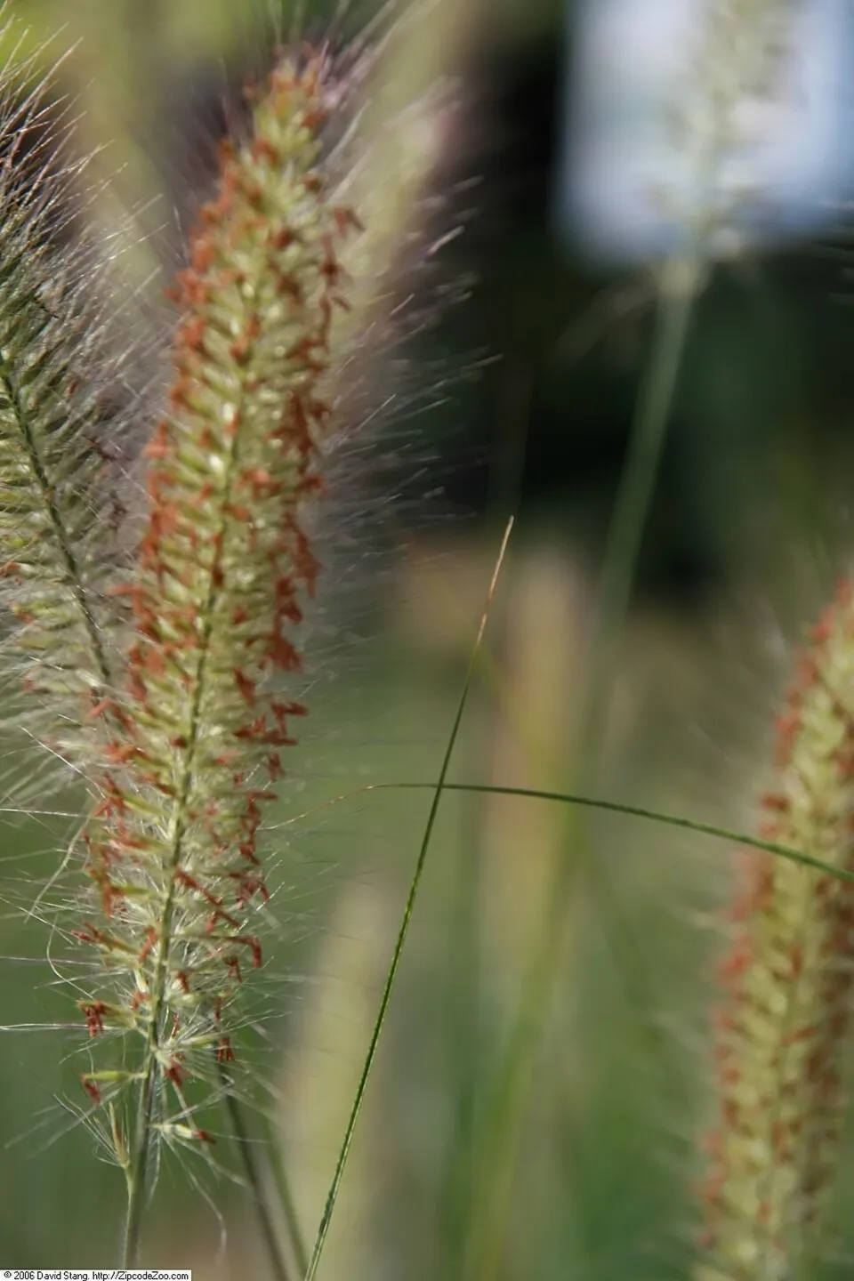 Drapp virágú tollborzfű / Pennisetum alopecuroides 'Hameln'