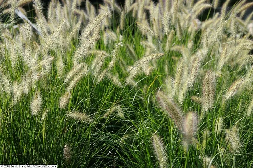 Drapp virágú tollborzfű / Pennisetum alopecuroides 'Hameln'