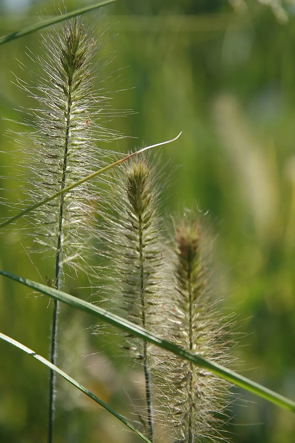 Drapp virágú tollborzfű / Pennisetum alopecuroides 'Hameln'