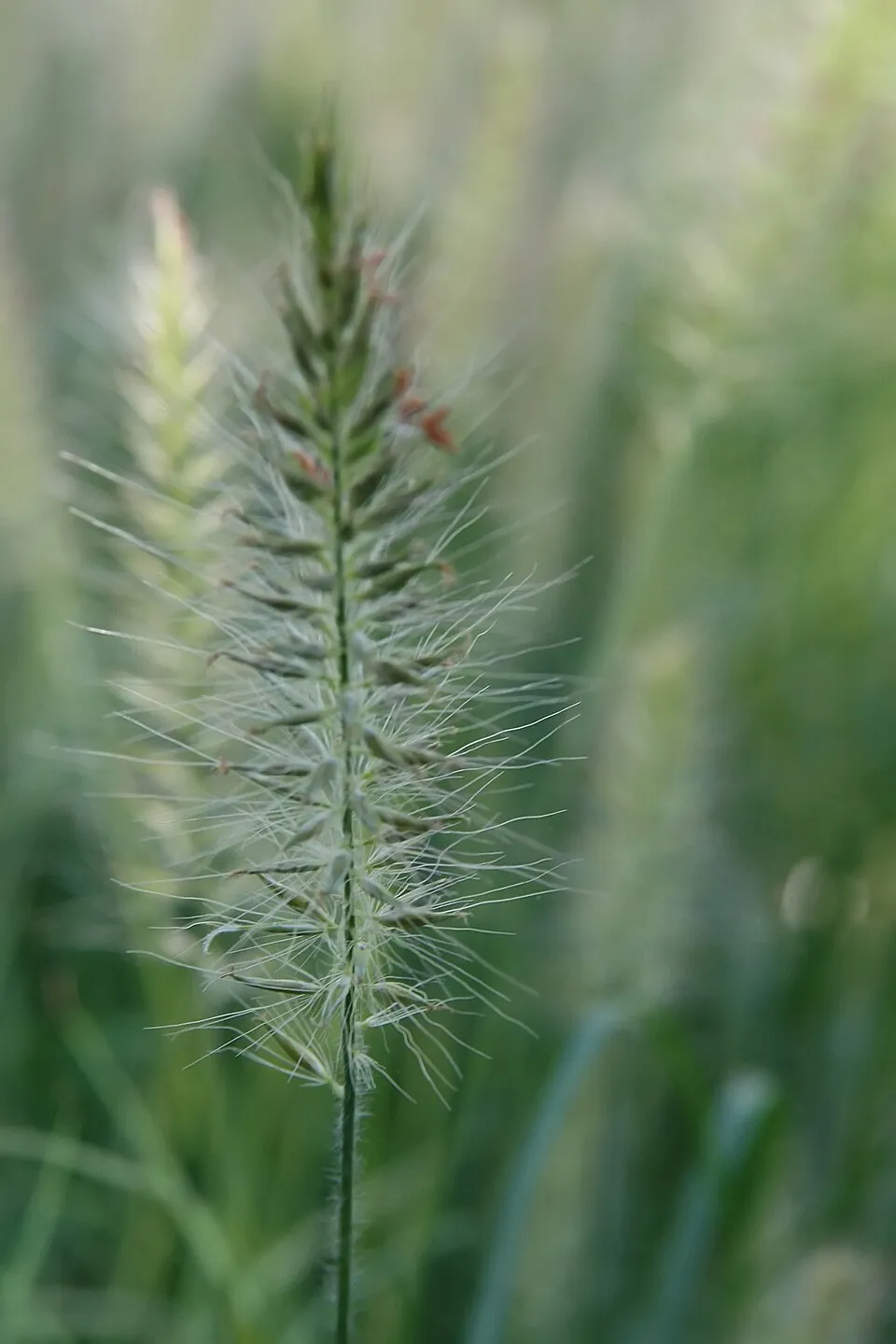 Drapp virágú tollborzfű / Pennisetum alopecuroides 'Hameln'