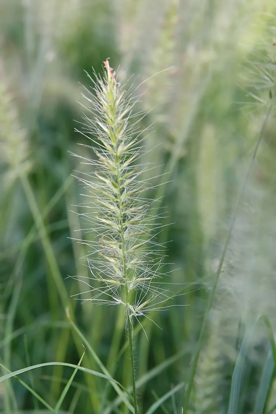 Drapp virágú tollborzfű / Pennisetum alopecuroides 'Hameln'