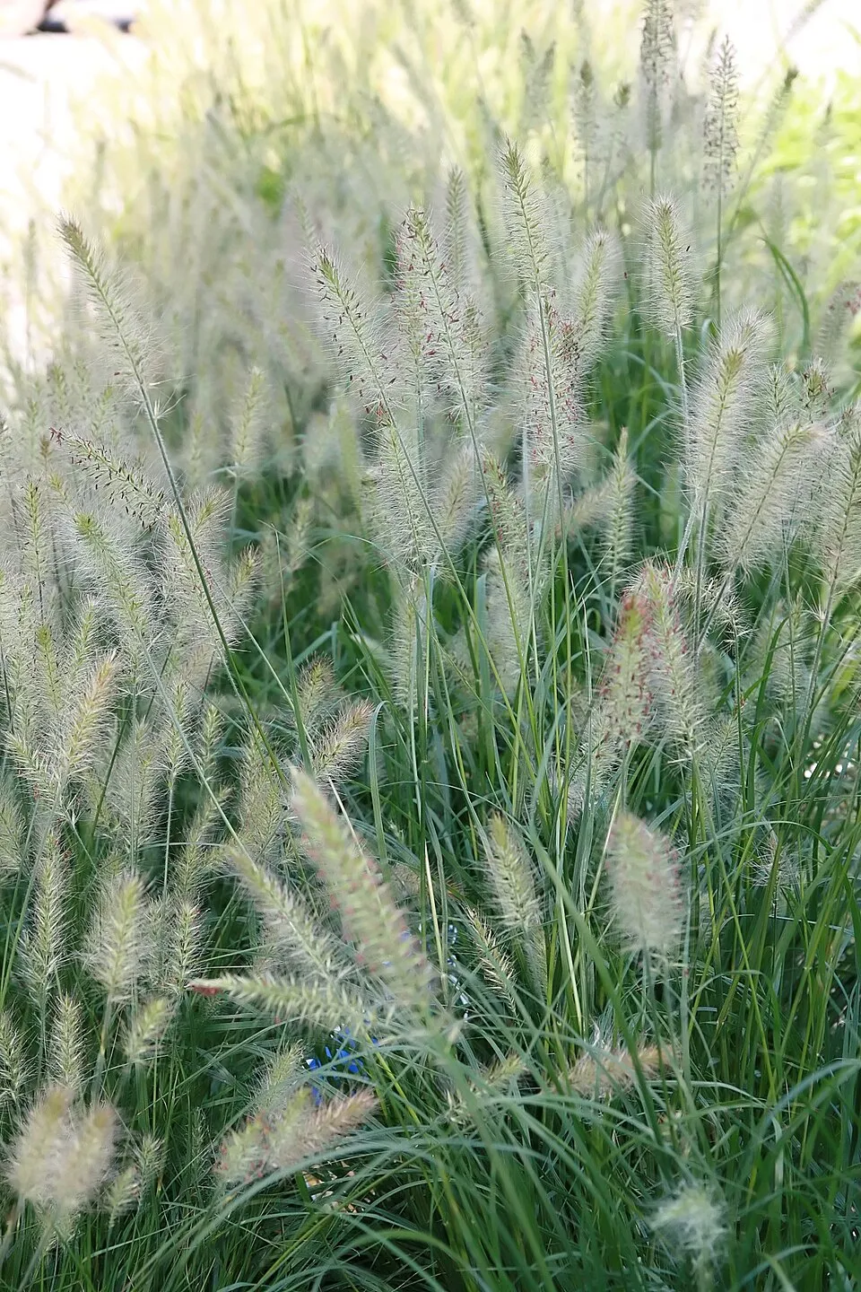 Drapp virágú tollborzfű / Pennisetum alopecuroides 'Hameln'