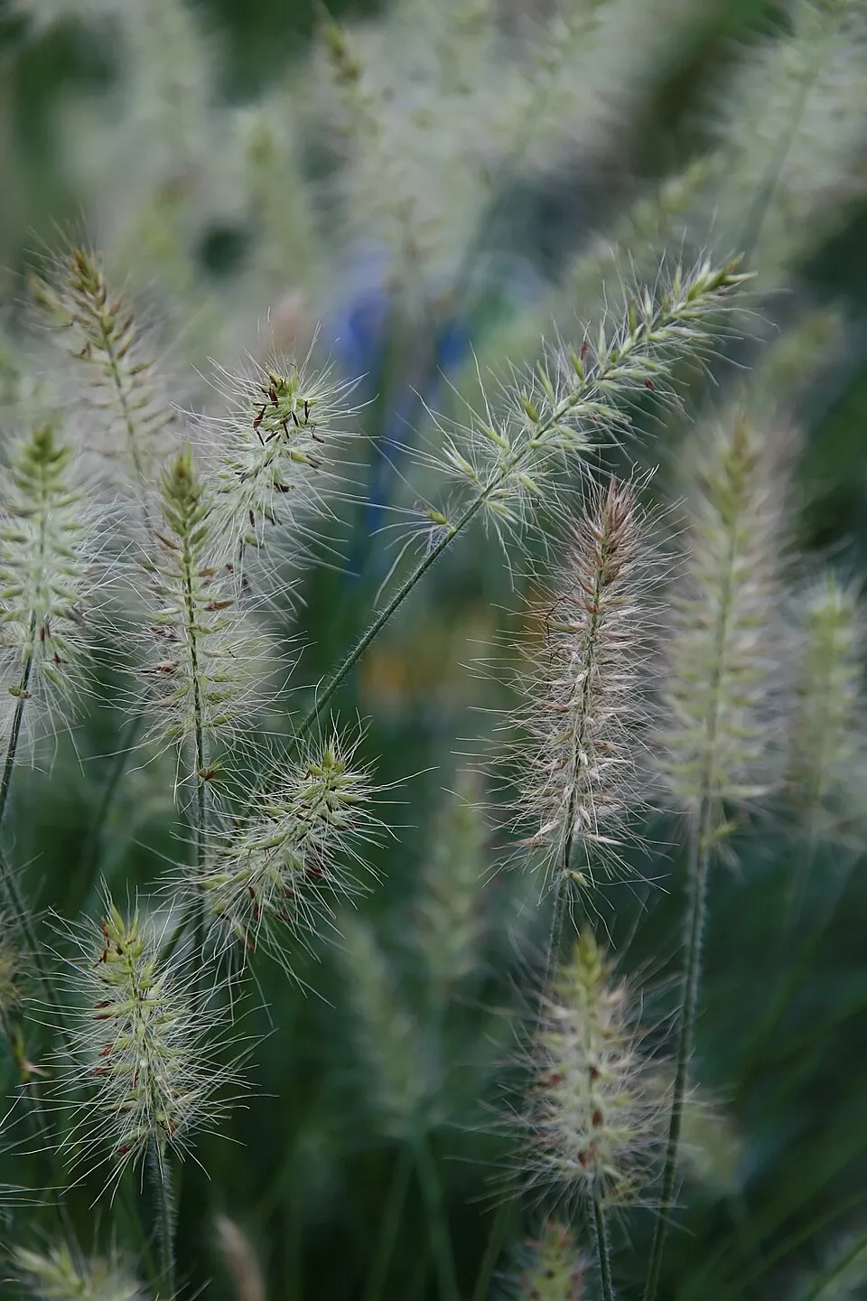 Törpe tollborzfű / Pennisetum alopecuroides 'Little Bunny'