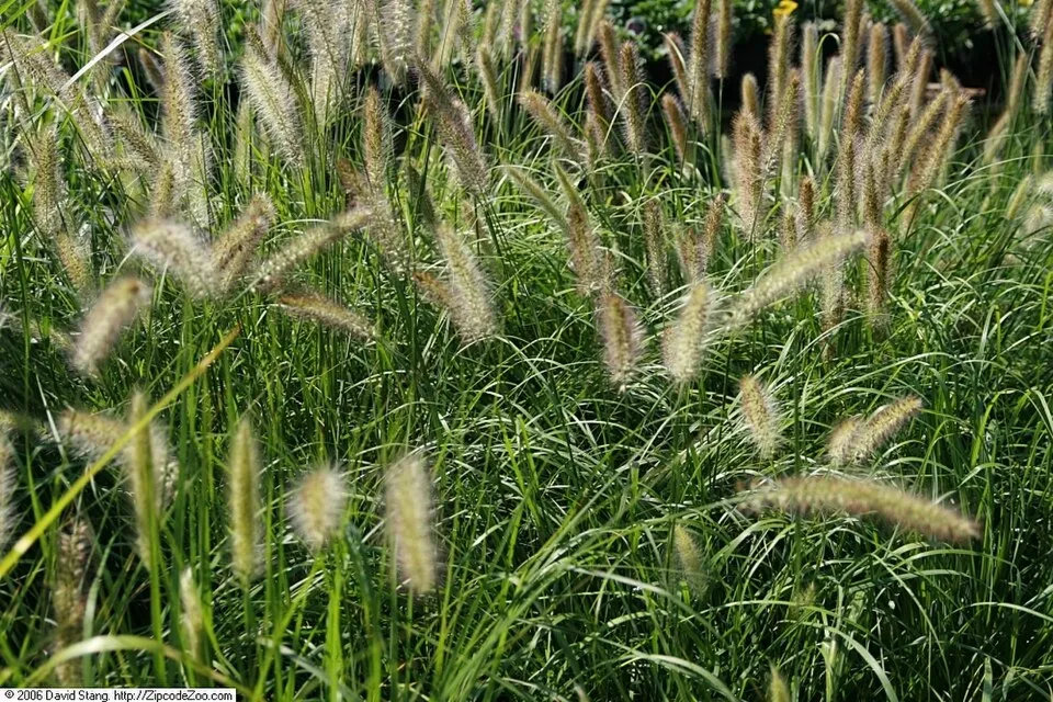 Vörösesbarna virágú tollborzfű / Pennisetum alopecuroides 'Red Head'