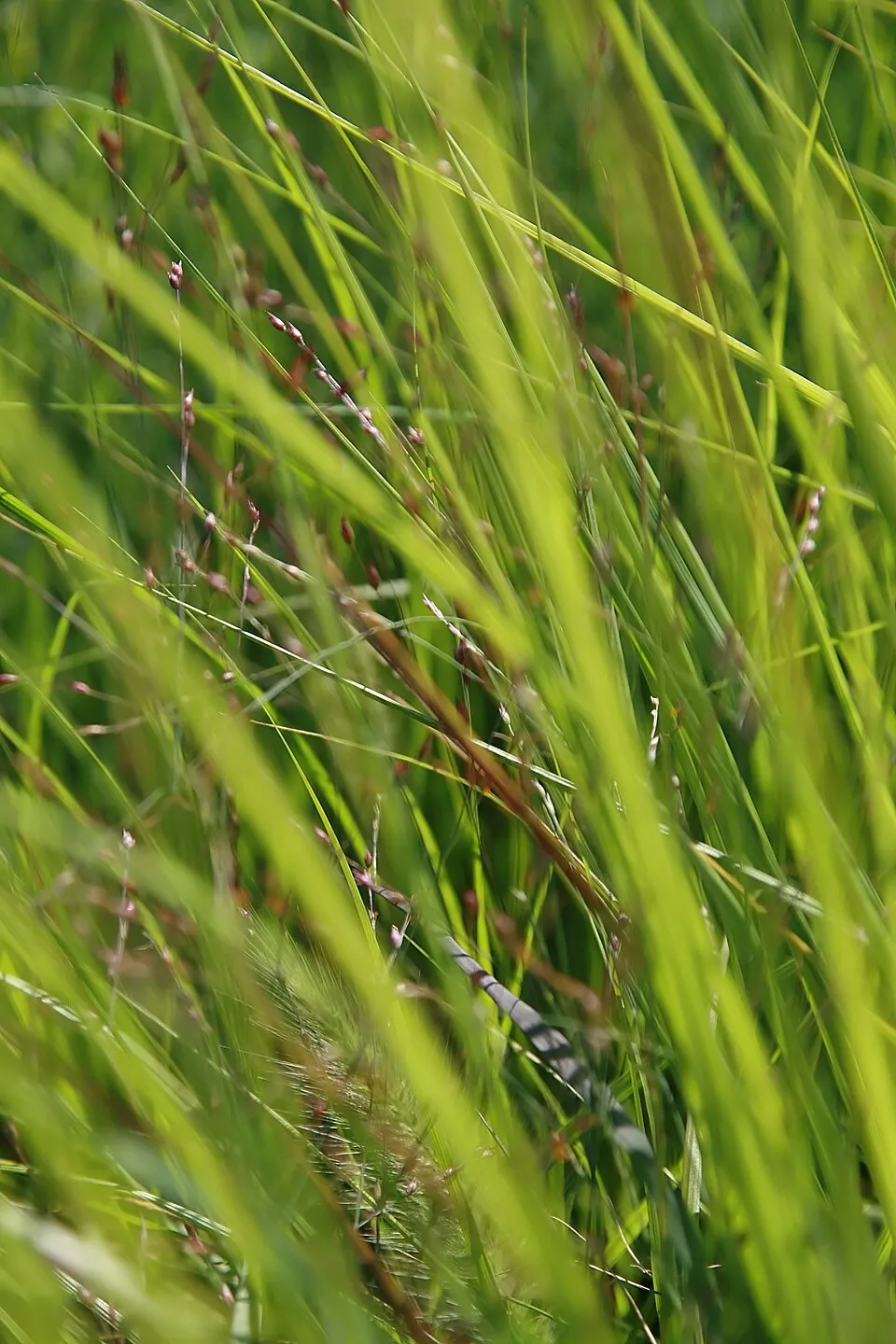 Vörösesbarna virágú tollborzfű / Pennisetum alopecuroides 'Red Head'
