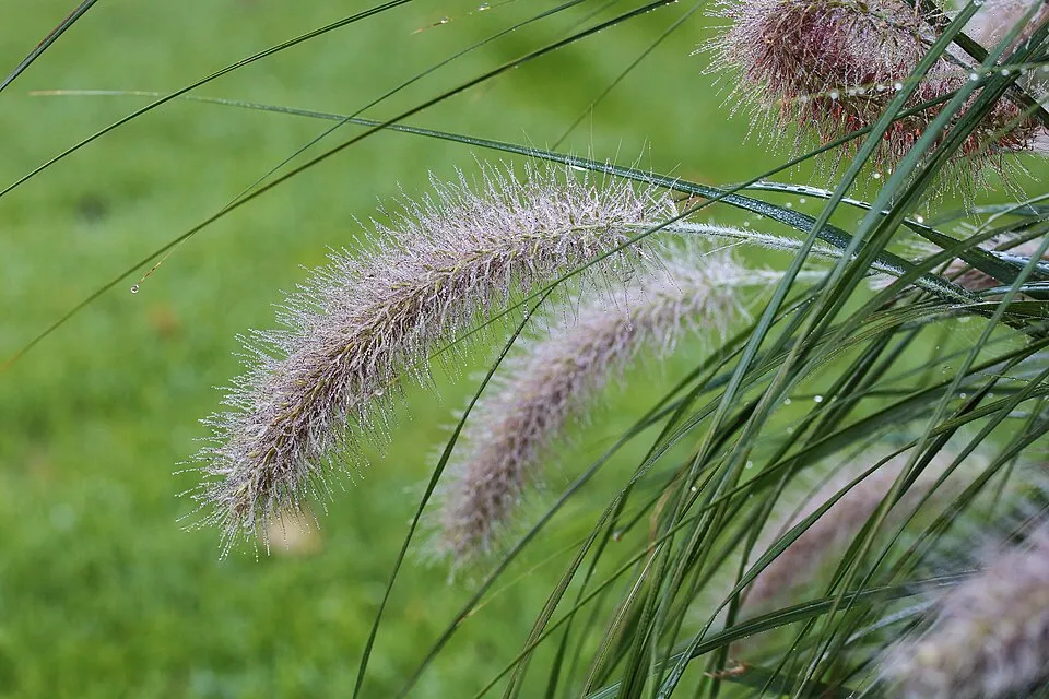 Vörösesbarna virágú tollborzfű / Pennisetum alopecuroides 'Red Head'