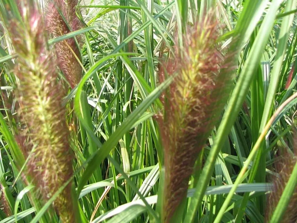 Vörösesbarna virágú tollborzfű / Pennisetum alopecuroides 'Red Head'