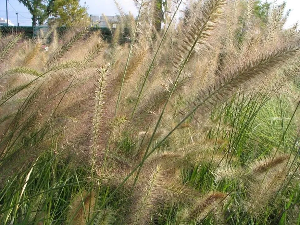 Vörösesbarna virágú tollborzfű / Pennisetum alopecuroides 'Red Head'