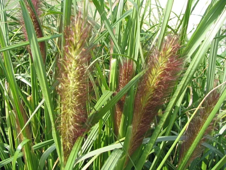 Narancsos-bronz színű tollborzfű / Pennisetum alopecuroides 'Viridescens'
