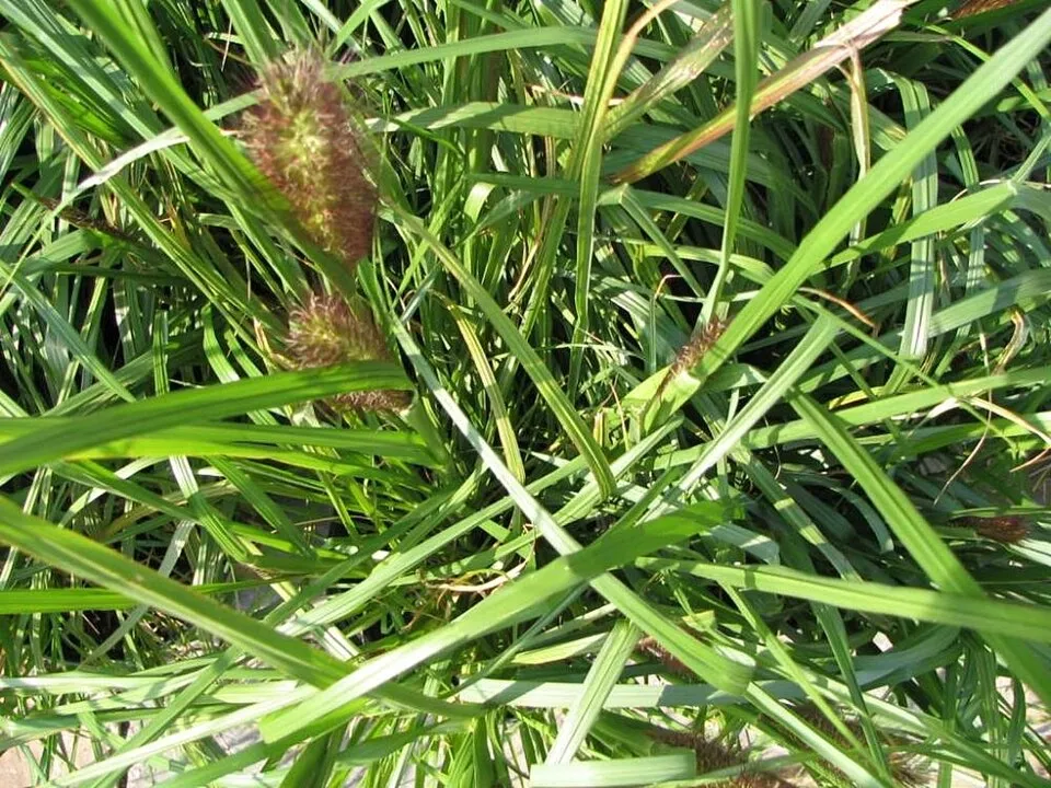 Narancsos-bronz színű tollborzfű / Pennisetum alopecuroides 'Viridescens'