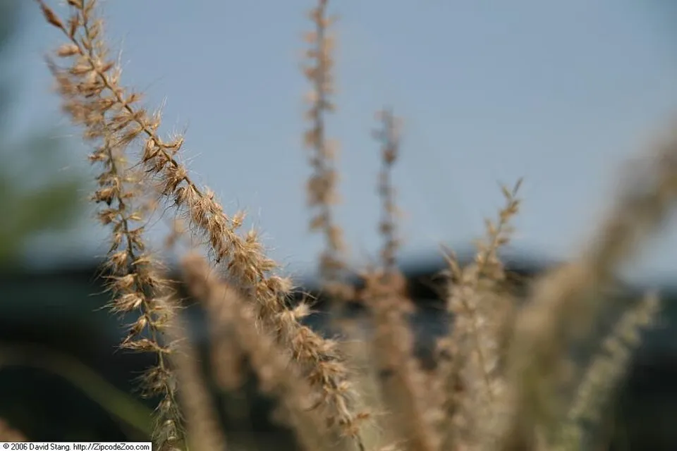 Rózsaszín virágú tollborzfű / Pennisetum orientale 'Fairy Tails'