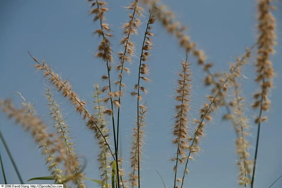 Rózsaszín virágú tollborzfű / Pennisetum orientale 'Fairy Tails'