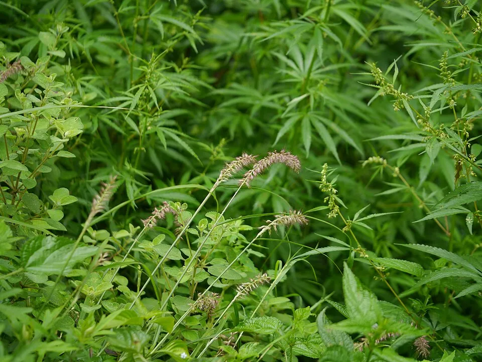 Rózsaszín virágú tollborzfű / Pennisetum orientale 'Fairy Tails'