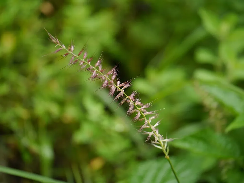 Rózsaszín virágú tollborzfű / Pennisetum orientale 'Fairy Tails'