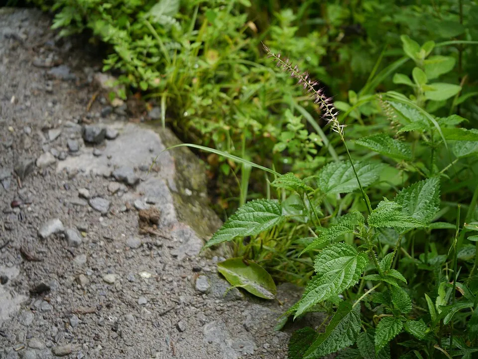 Rózsaszín virágú tollborzfű / Pennisetum orientale 'Fairy Tails'