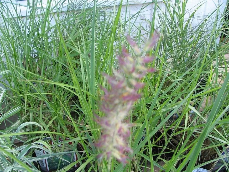 Rózsaszín virágú tollborzfű / Pennisetum orientale 'Fairy Tails'