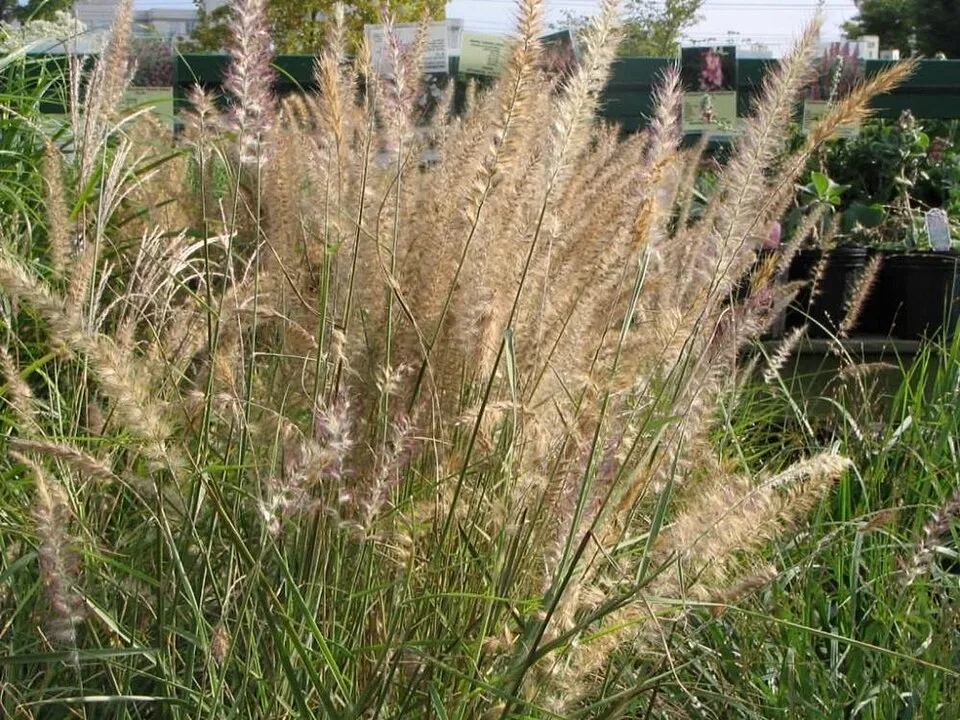 Rózsaszín virágú tollborzfű / Pennisetum orientale 'Fairy Tails'