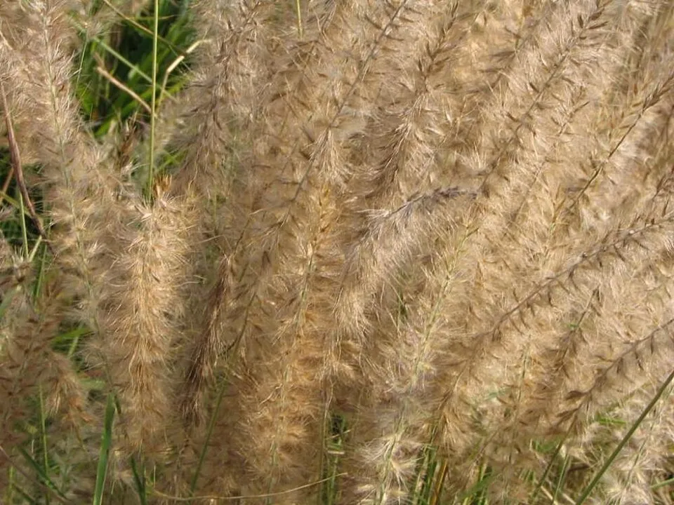 Rózsaszín virágú tollborzfű / Pennisetum orientale 'Fairy Tails'