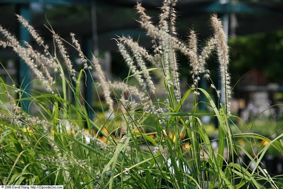 Rózsaszín virágú tollborzfű / Pennisetum orientale 'Flamingo'