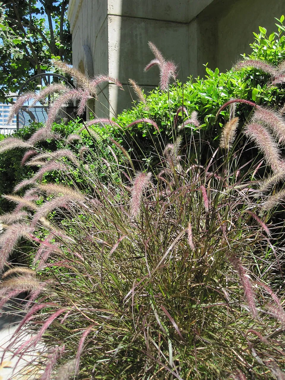 Rózsaszín virágú tollborzfű / Pennisetum orientale 'Flamingo'
