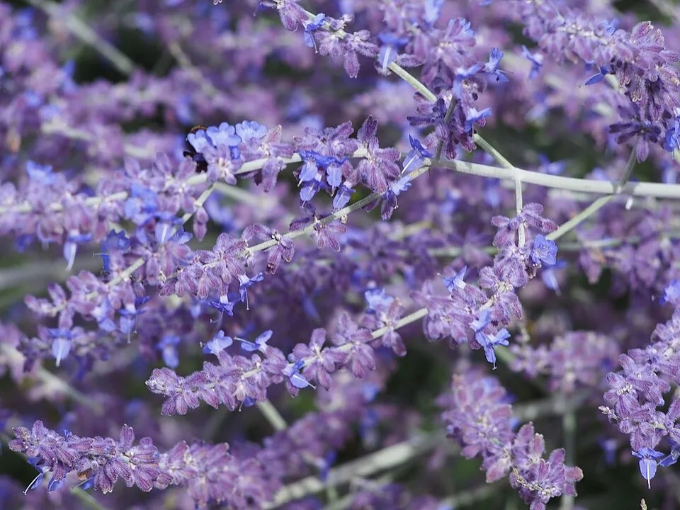 Kék virágú sudárzsálya / Perovskia atriplicifolia 'Blue Spire'