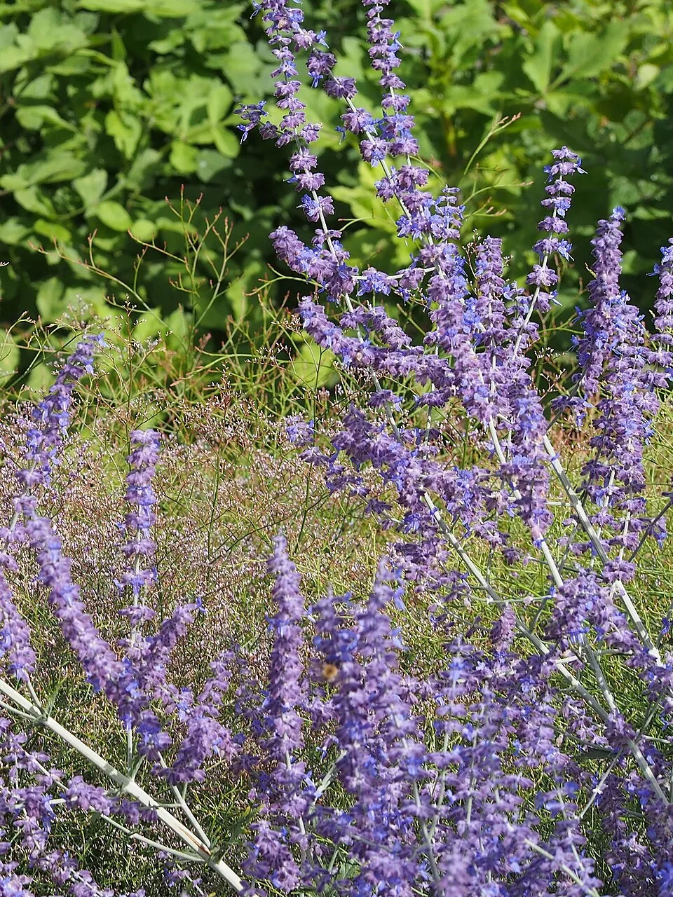 Kék virágú sudárzsálya / Perovskia atriplicifolia 'Blue Spire'