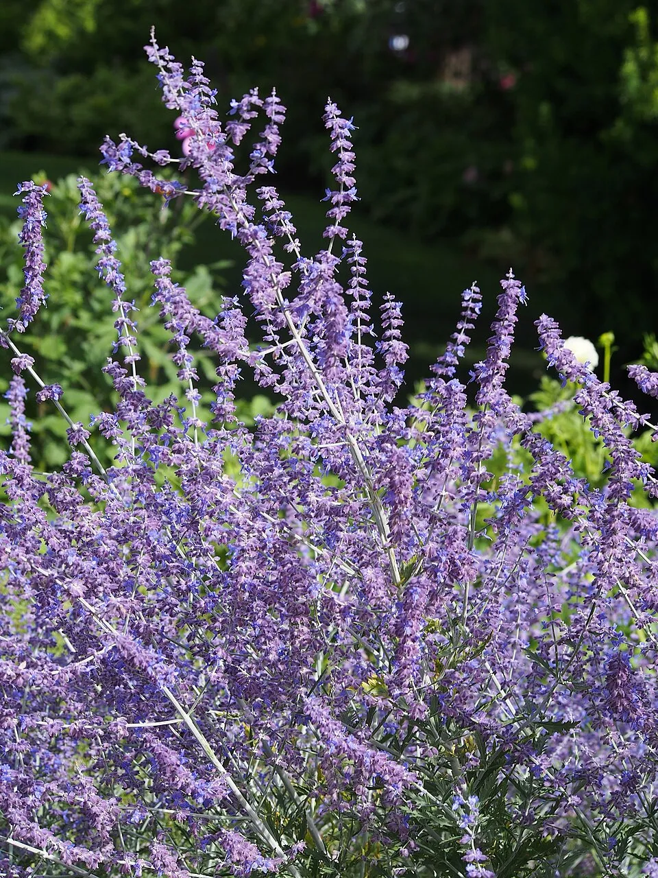Kék virágú sudárzsálya / Perovskia atriplicifolia 'Blue Spire'