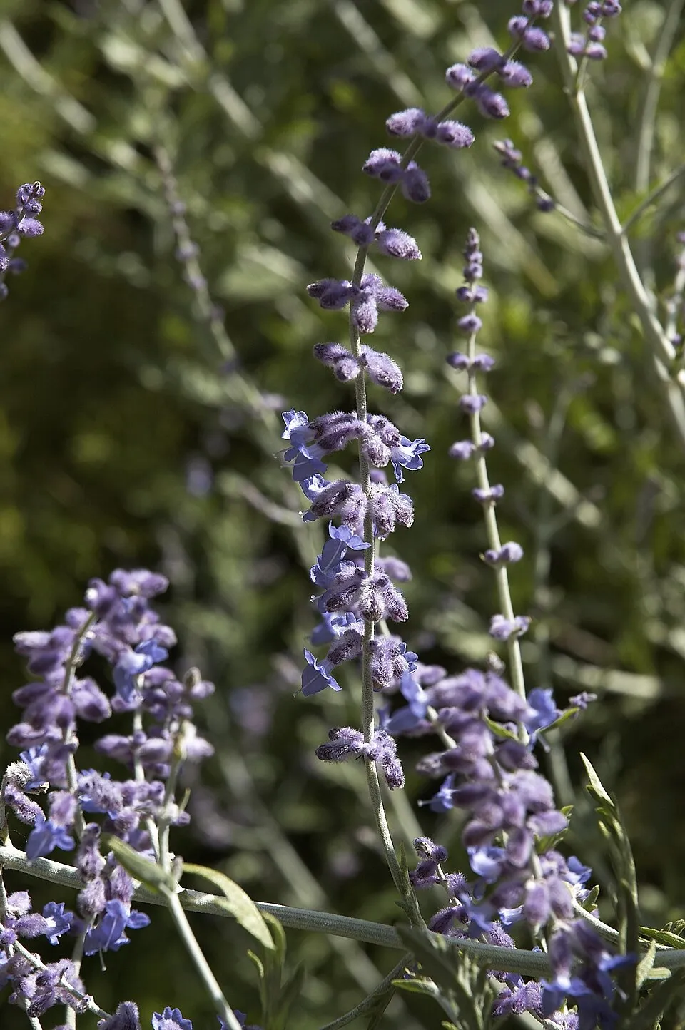 Kék virágú sudárzsálya / Perovskia atriplicifolia 'Blue Spire'