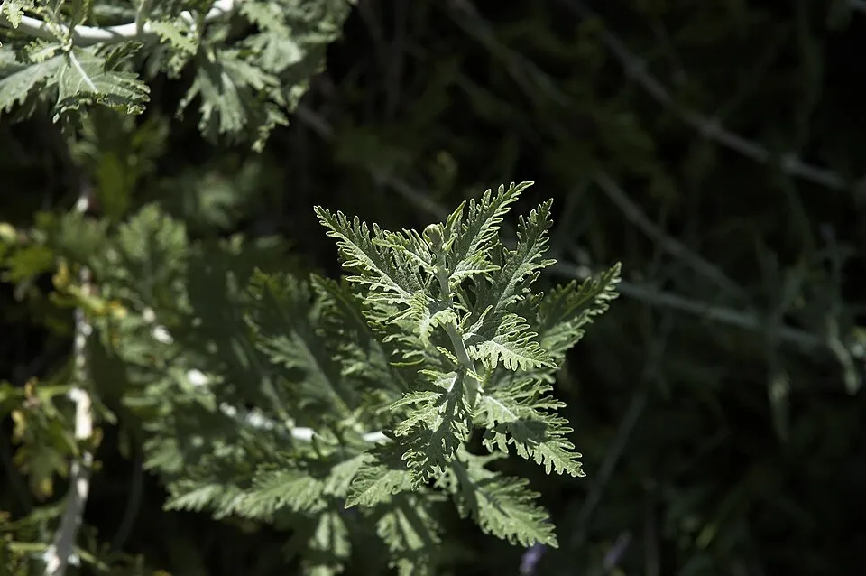Kék virágú sudárzsálya / Perovskia atriplicifolia 'Blue Spire'