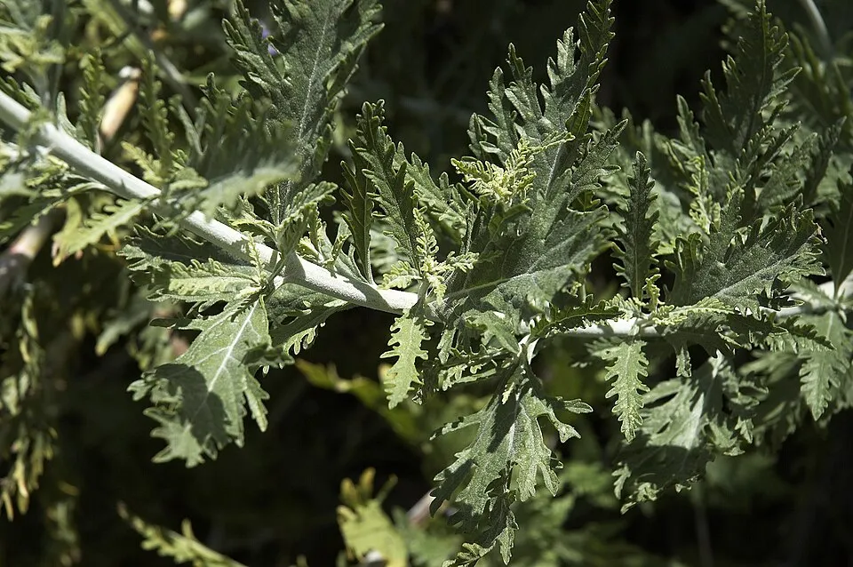 Kék virágú sudárzsálya / Perovskia atriplicifolia 'Blue Spire'