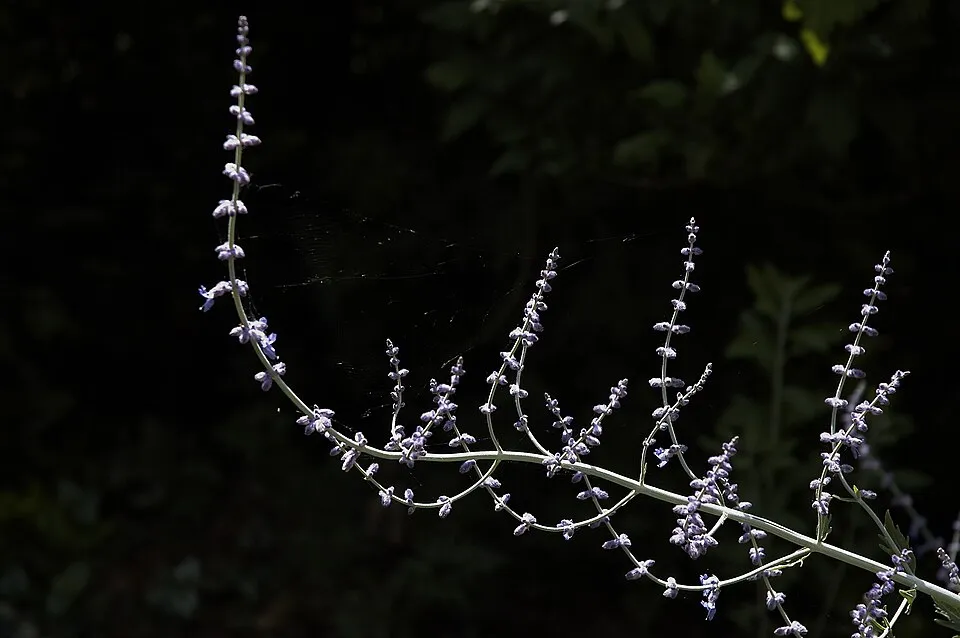 Kék virágú sudárzsálya / Perovskia atriplicifolia 'Blue Spire'
