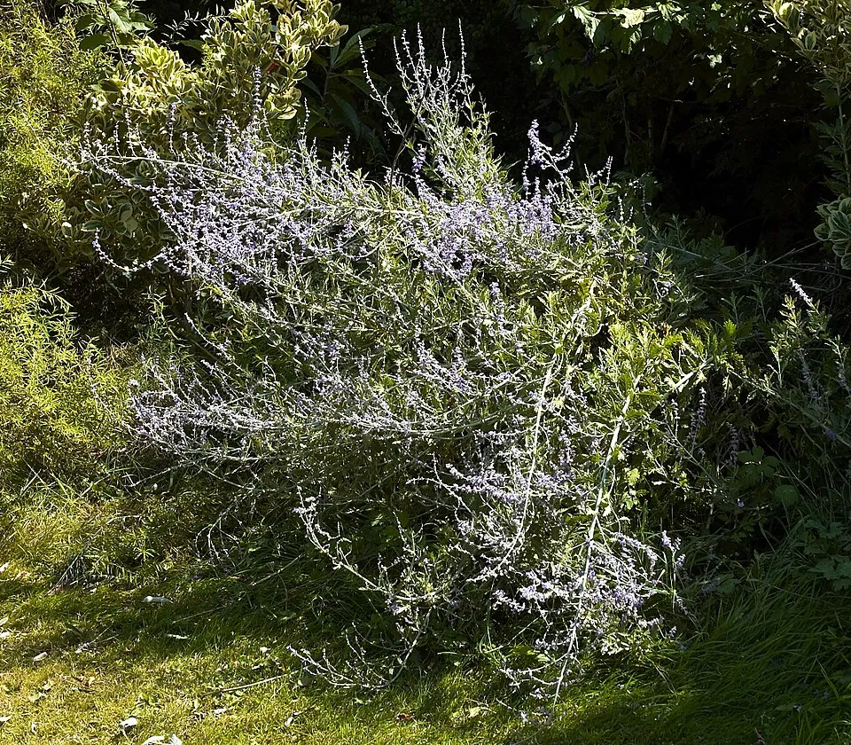Kék virágú sudárzsálya / Perovskia atriplicifolia 'Blue Spire'