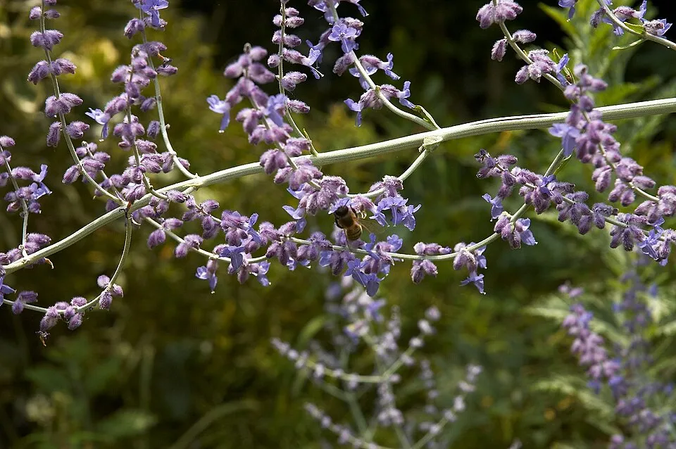 Kék virágú sudárzsálya / Perovskia atriplicifolia 'Blue Spire'