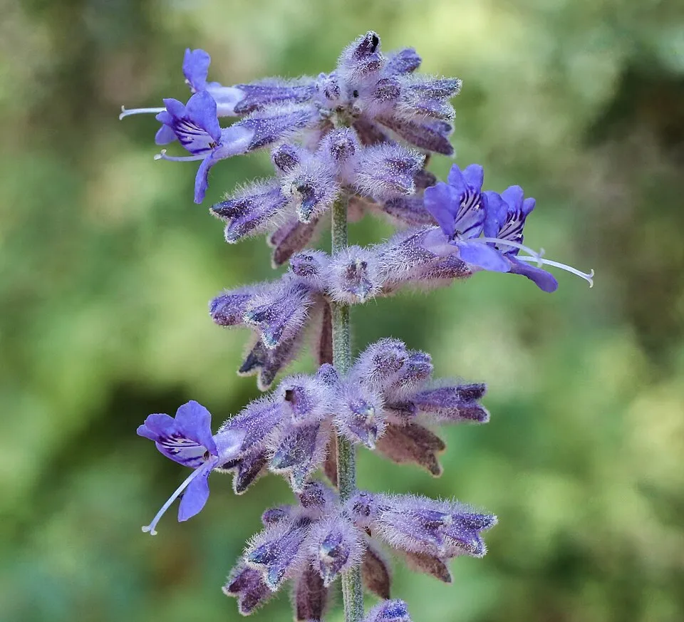 Kék virágú sudárzsálya / Perovskia atriplicifolia 'Blue Spire'