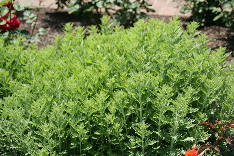 Kék virágú sudárzsálya / Perovskia atriplicifolia 'Blue Spire'