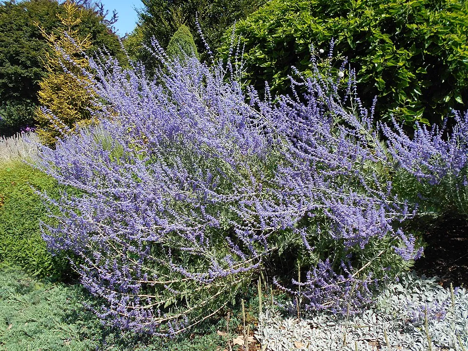 Kék sudárzsálya / Perovskia atriplicifolia 'Little Spire'