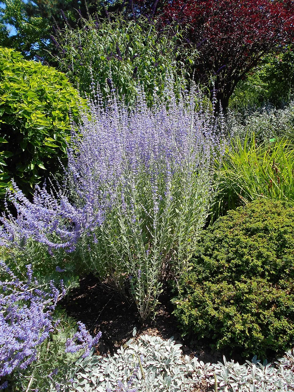 Kék sudárzsálya / Perovskia atriplicifolia 'Little Spire'