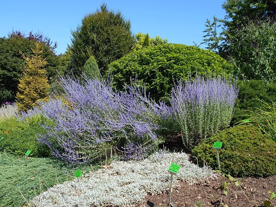 Kék sudárzsálya / Perovskia atriplicifolia 'Little Spire'