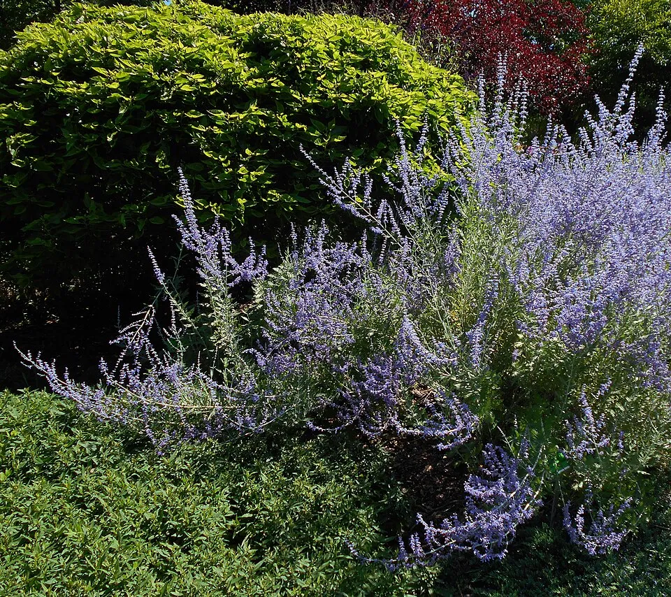 Kék sudárzsálya / Perovskia atriplicifolia 'Little Spire'